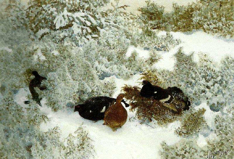 bruno liljefors vinterlandskap med orrar oil painting image